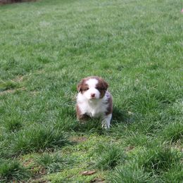 Australian Shepherd Puppies from Starlit Grove Australian Shepherds