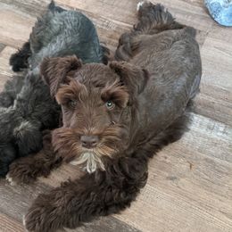 Plush - Miniature Schnauzer