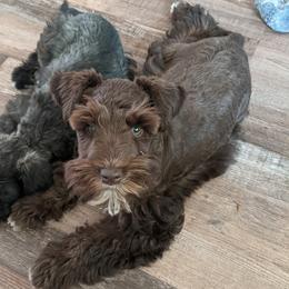 Plush - Miniature Schnauzer