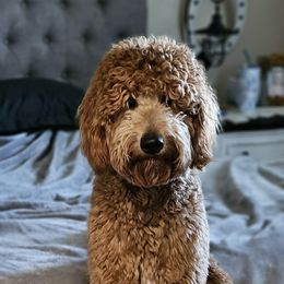 Tucker - Goldendoodle