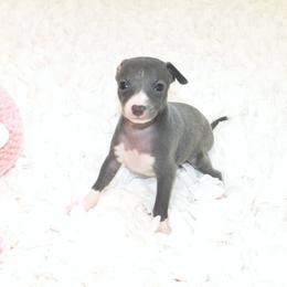 Tiffany Female 2 - Blue female Italian Greyhound puppy in Sparta Tn And Caryville Fl, Tennessee from Summerwind Kennel