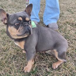 Benelli - French Bulldog