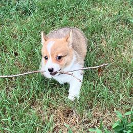 Pearl - AKC - Red female Pembroke Welsh Corgi puppy in Millsap, Texas from BJ's Blessings