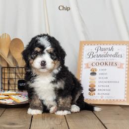 Chip - Tri-color male Bernedoodle puppy in St Joe, Indiana from Pawsh Bernedoodles