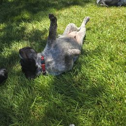 German Wirehaired Pointer Puppies from Paulette Gamroth's German Wirehaired Pointers