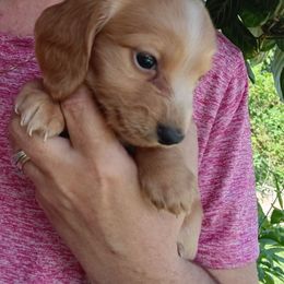 Monty - Red male Dachshund puppy in Uhrichsville, Ohio from Stillwater Dachshunds