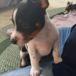 Rat Terrier Puppies from Country Rat Terriers
