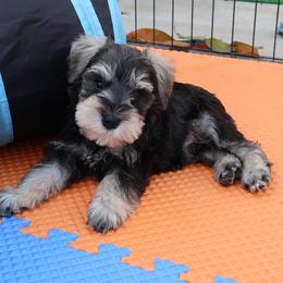 Miniature Schnauzers from Midnight Schnauzers