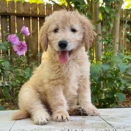 Goose - Cream male Goldendoodle puppy in The Woodlands, Texas from Gracie's Goldendoodles and Bernedoodles