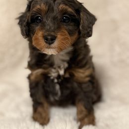 Irene - Merle female Cavapoo puppy in Omaha, Nebraska from Danielle Elhabbal