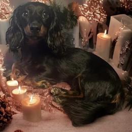 Dolly - Dachshund