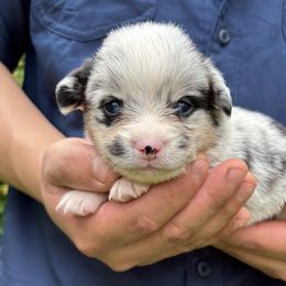 American Corgi and Pembroke Welsh Corgi Puppies from Grassy Lake Corgis