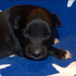 Australian Shepherd Puppies from Copper Kettle Ranch