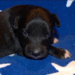Australian Shepherd Puppies from Copper Kettle Ranch