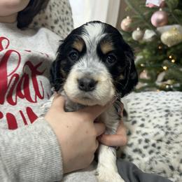 Adam - Black white and tan male English Springer Spaniel puppy in Battle Creek, Michigan from Eden Springer Spaniels