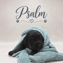 Psalm - Black phantom male Assorted Doodle Crosses puppy in Waco, Georgia from Huff Family Doxies & Doodles