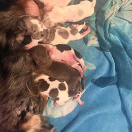 Dachshund Puppies from Doodle Bugs Doxies