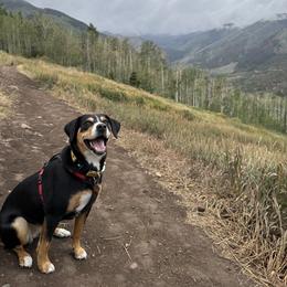Entlebucher Mountain Dog All Grown Up from Middle Fork Entlebuchers