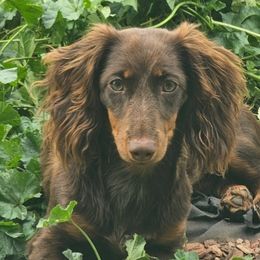 Dachshunds from Duran Dachshunds