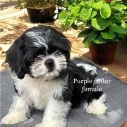 Purple  collar girl - Black and white female Cavatzu puppy in Oklahoma from Rocky Oak Cavaliers & Biewer Terriers LLC