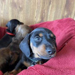 Dachshund Puppies from Cogsworth Cromwell Dachshunds of South West Michigan