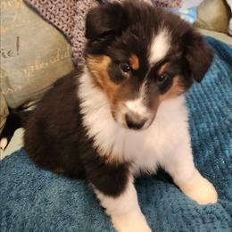 Mary - Black and tan female Working Dog Cross puppy in Nevada, Missouri from Briarwood Collies