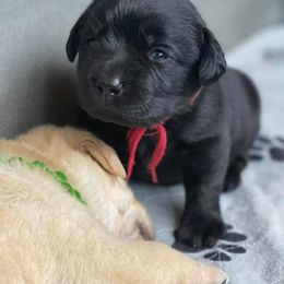 Labrador Retriever Puppies from Mi Royal Labradors