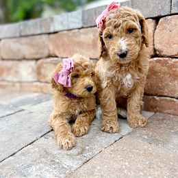 Cavapoo and Goldendoodle Puppies from Space Coast Doodle Co.