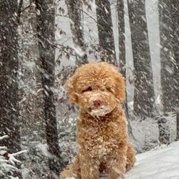 Goldendoodle All Grown Up from 3Dawn Doods