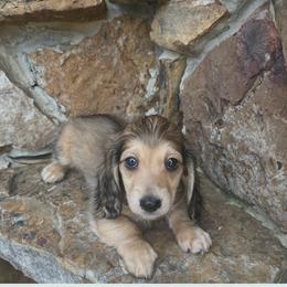 Scout - Cream male Dachshund puppy in Warrior, Alabama from Bountiful Dachshunds