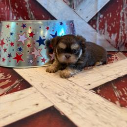 Brayden - Chocolate and tan male Shih Tzu puppy in Success, Missouri from Sweet Success