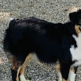 Australian Shepherds, Miniature Australian Shepherds, and Toy Australian Shepherds from Our Lil Aussies