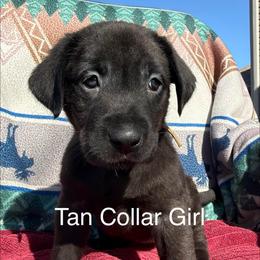 Tan Girl - Black female Labrador Retriever puppy in Lincoln, Nebraska from Labrador Retriever Breedings