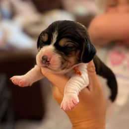 Tex (orange) - Black tan and white male Beagle puppy in Norco, California from Prairie Tail Beagles