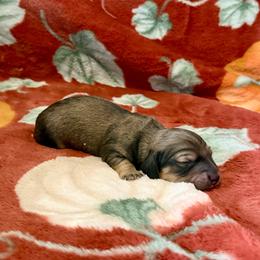 Binx - Cream male Dachshund puppy in Crestview, Florida from Neverending Dachies