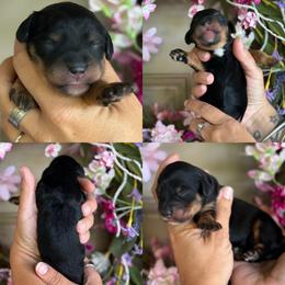 Lacey - Tri-color female Cavapoo puppy in Yuciapa, California from AlltheDoodlez_