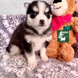 Winter - Black and white female Pomsky puppy in Venus, Pennsylvania from Hemlock Pines Pomsky