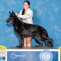 Morticia - German Shepherd