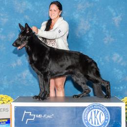Morticia - German Shepherd