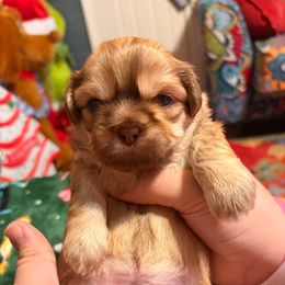 Odie - Red male Shih Tzu puppy in Wilkesboro, North Carolina from Frannie and Annie Shih Tzu Babies