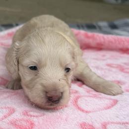 Lilly - Cream female Dachshund puppy in Alexandria, Kentucky from Turner's Bluegrass Wiener's