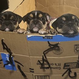 Bulldogs from BH Bulldogs