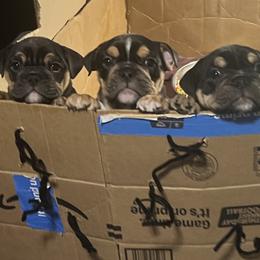 Bulldogs from BH Bulldogs