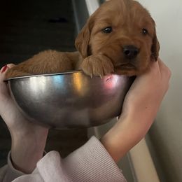 Golden Retriever Puppies from Bright Side Goldens