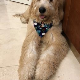 Bernedoodle and Goldendoodle All Grown Up from Big Island Goldendoodles