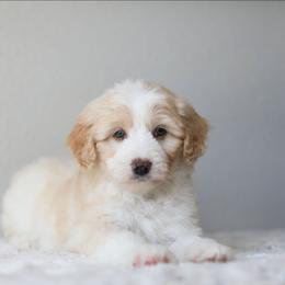 Violet - Cream female Aussiedoodle puppy in Tonopah, Arizona from Kae's Kennels
