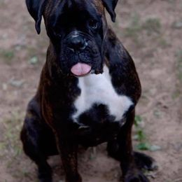 Boxer All Grown Up from Vom Waterfalls