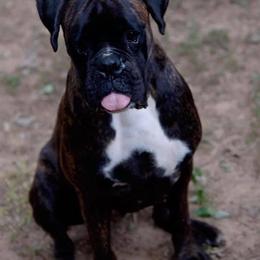 Boxer All Grown Up from Vom Waterfalls