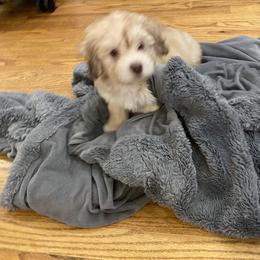 French Bulldog, Mal-Shi, Maltipoo, and Shih Tzu Puppies from NC Stellar Puppies