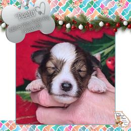 Boy 1 - Peeta - Sable and white male Shetland Sheepdog puppy in Elberton, Georgia from Ioney's Southern Paws Shelties, Frenchies, and Yorkies